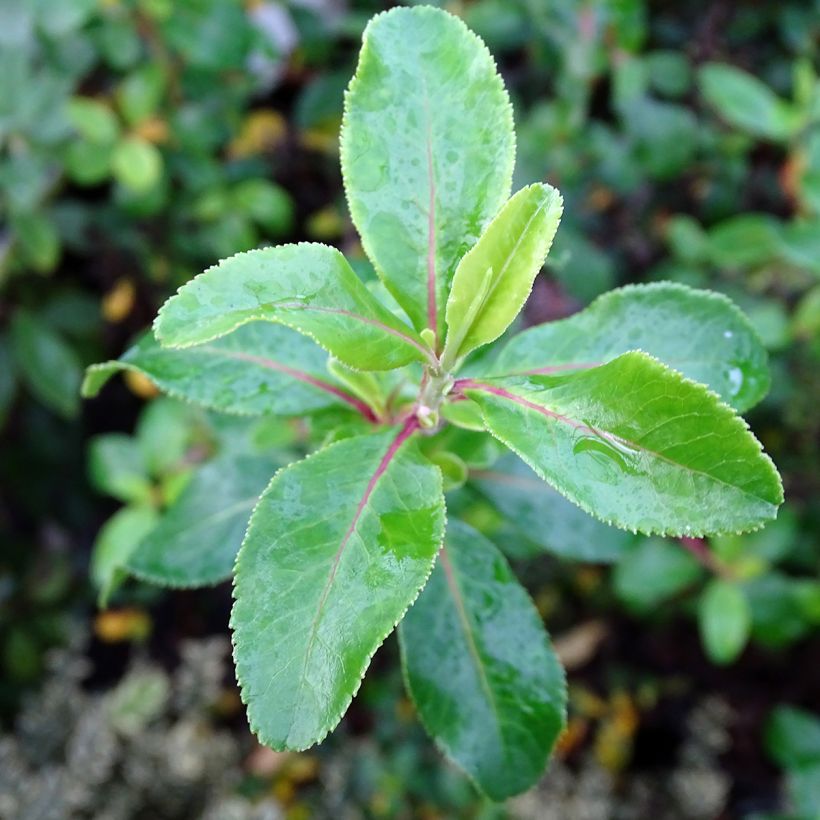 Escallonia Iveyi (Follaje)