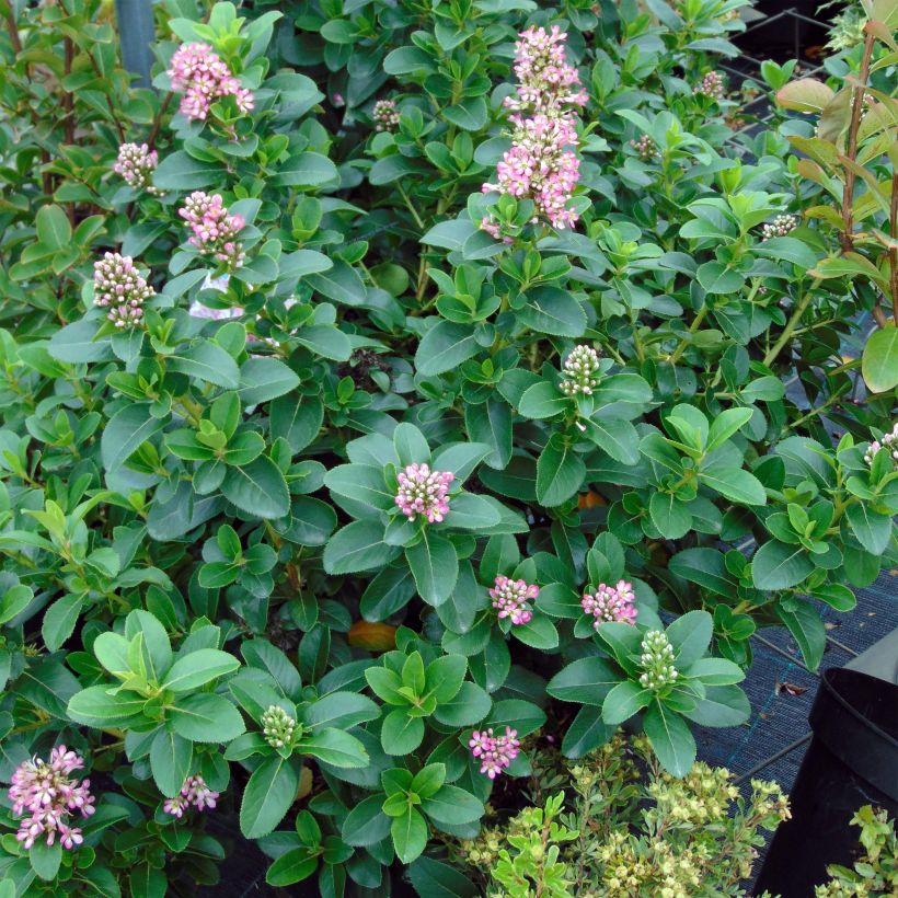 Escallonia laevis Pink Elle Lades (Porte)