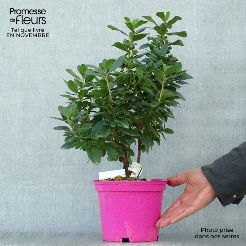 Ejemplar de Escallonia Pink Elle en pot de 2L/3L entregado en otoño