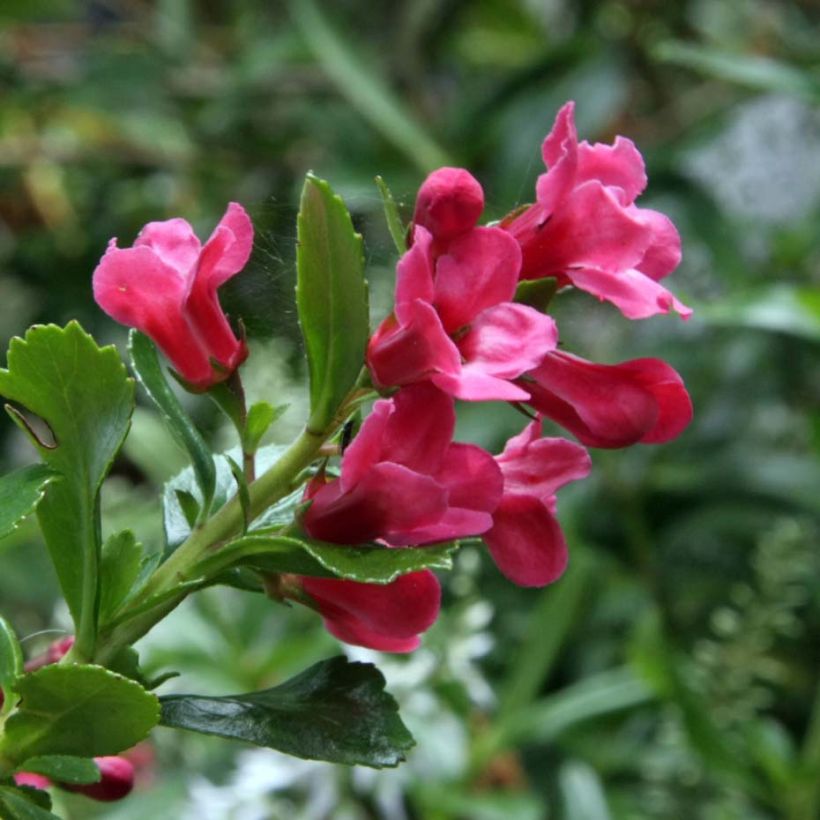 Escallonia Pride of Donard (Floración)