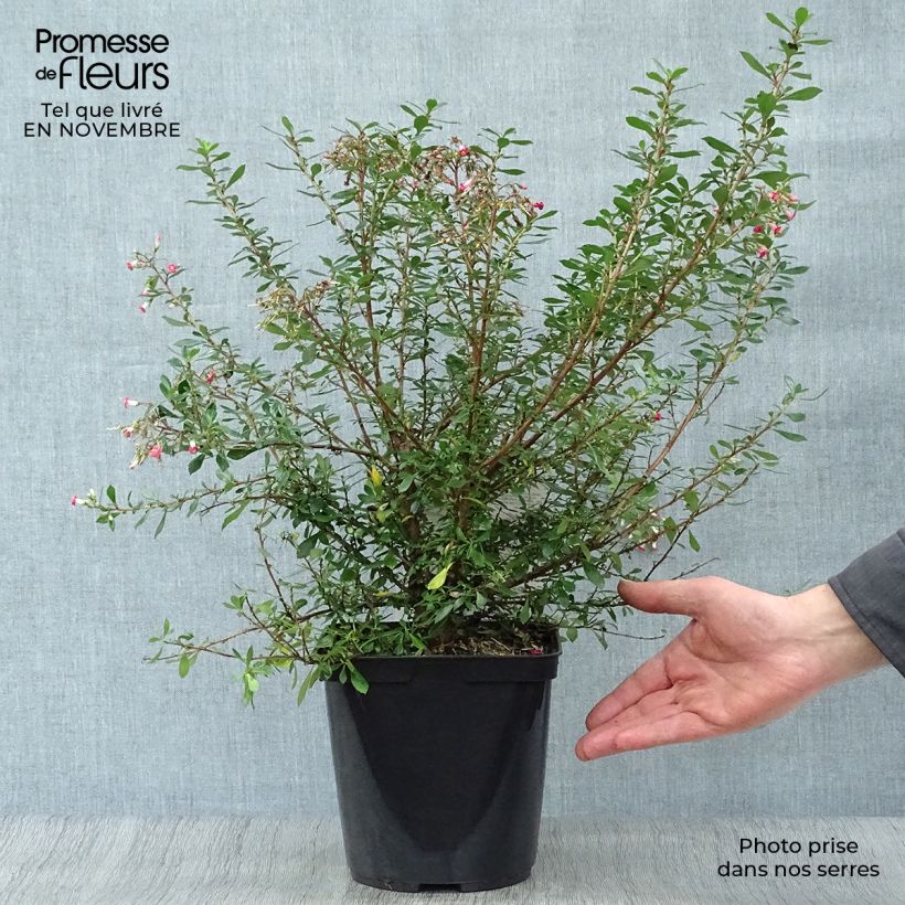 Ejemplar de Escallonia Red Carpet Pot de 3L/4L entregado en otoño