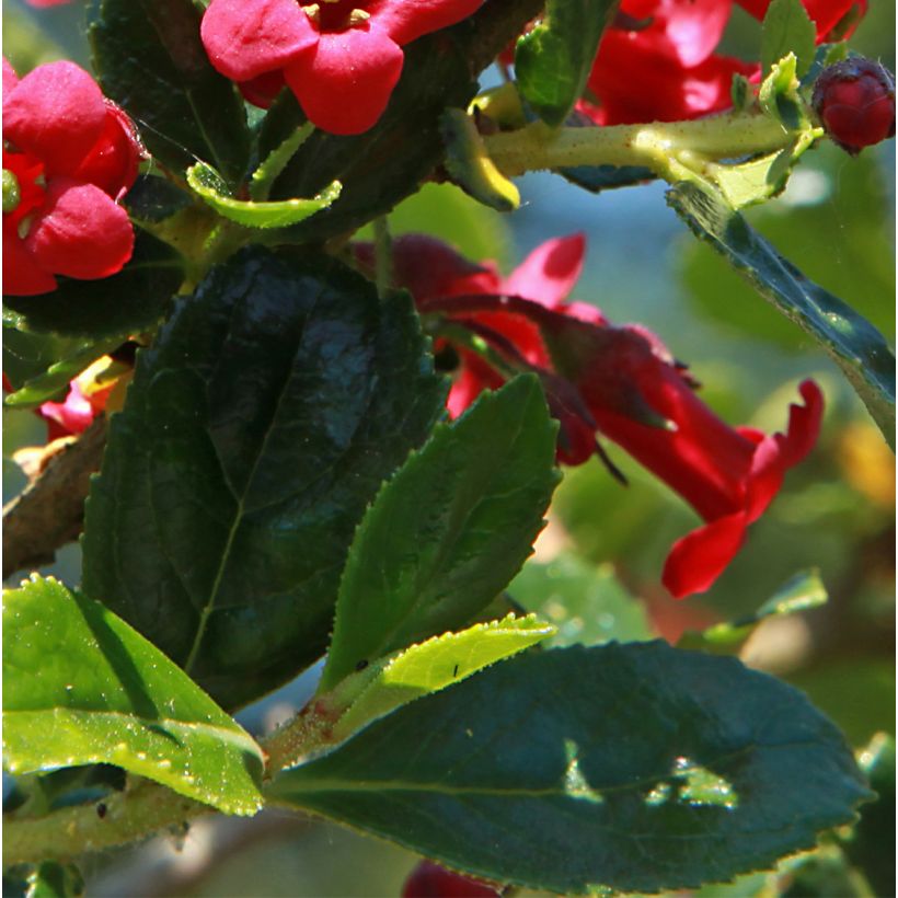 Escallonia compacta Coccinea (Follaje)