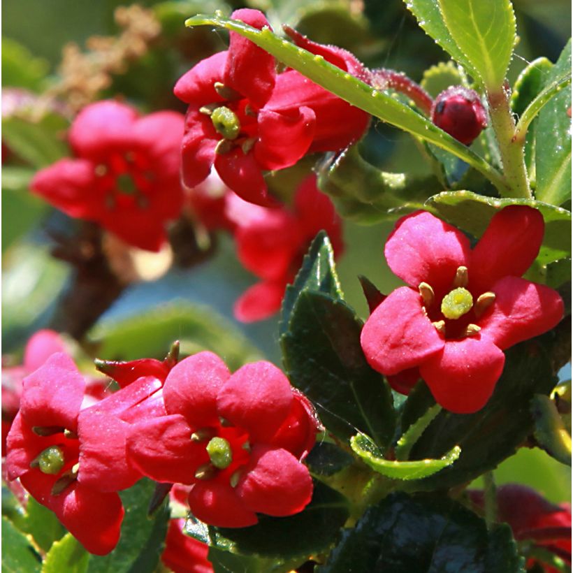 Escallonia compacta Coccinea (Floración)