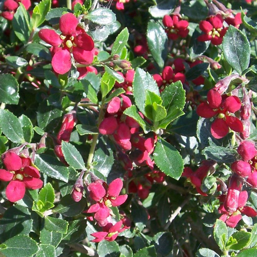 Escallonia Red Dream (Floración)