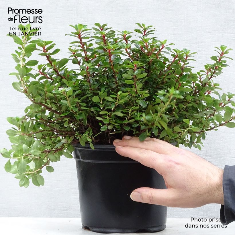 Escallonia hybride Red Dream Pot de 2L/3L Ejemplar entregado en invierno