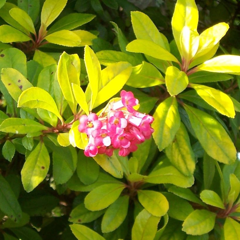 Escallonia laevis Gold Ellen (Floración)