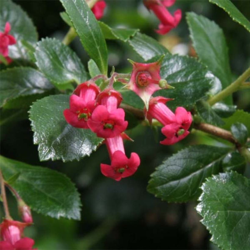 Escallonia rubra var. macrantha Crimson Spire (Floración)