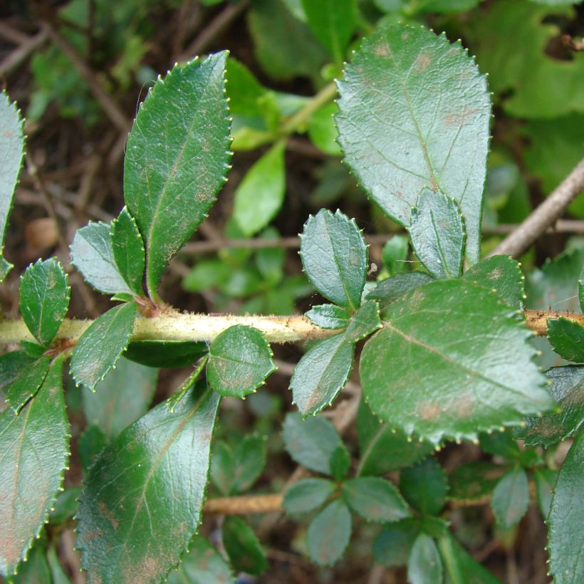 Escallonia rubra var. macrantha (Follaje)