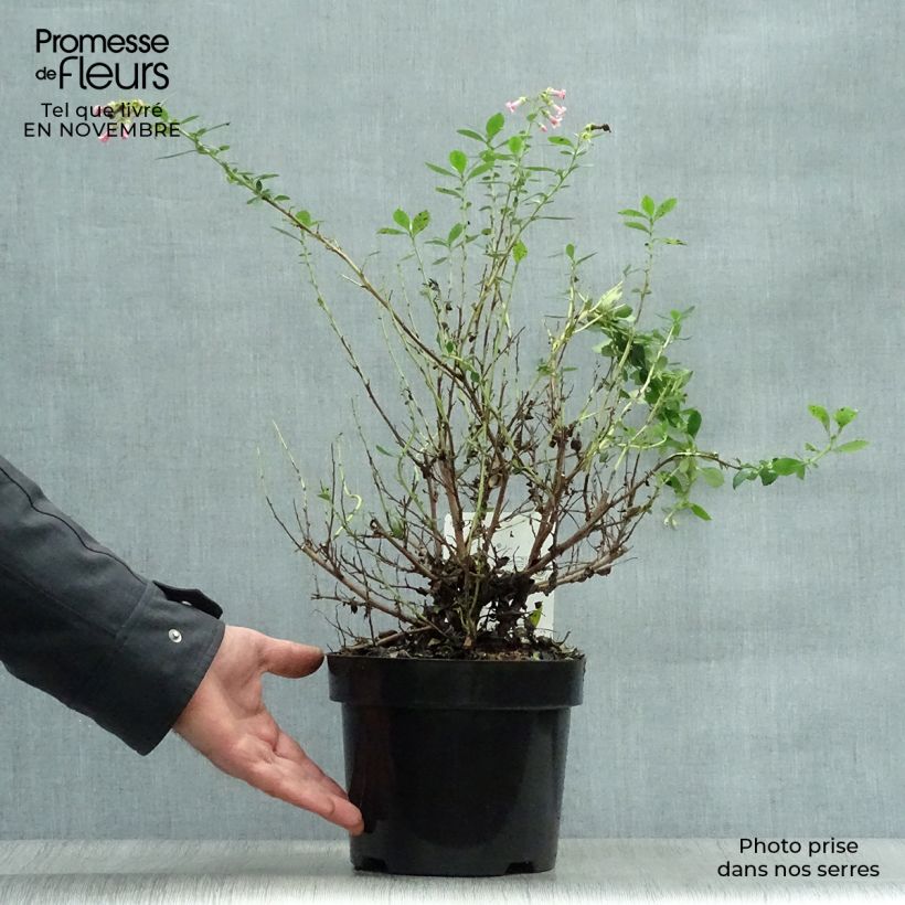 Ejemplar de Escallonia rubra macrantha Pot de 3L/4L entregado en otoño