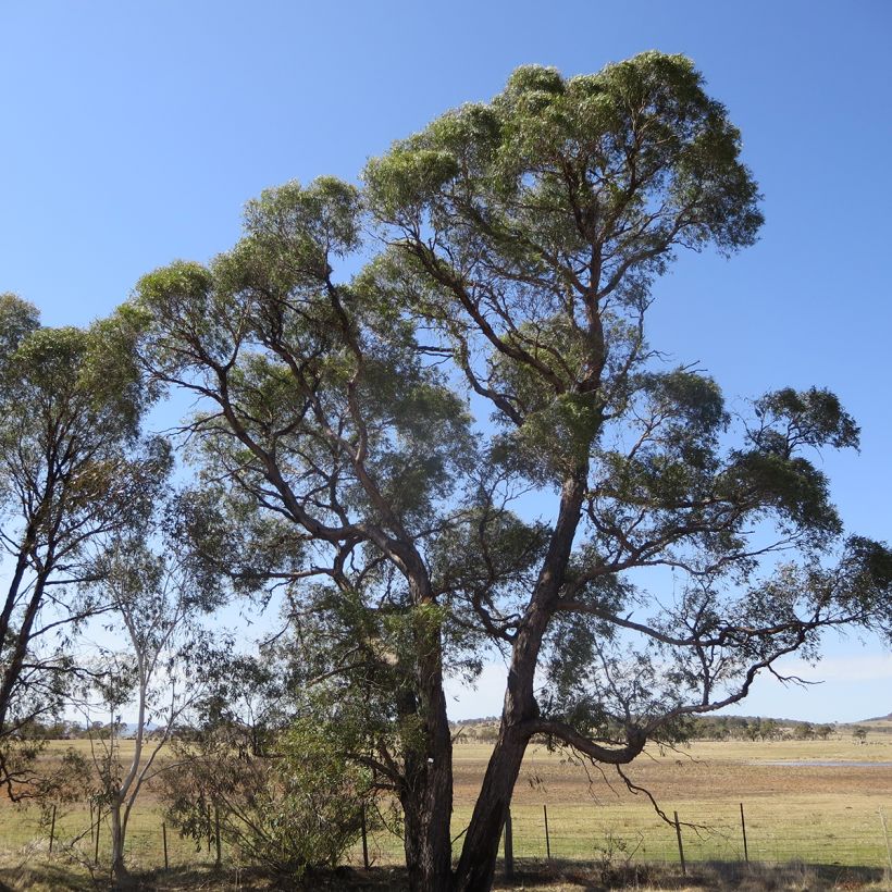 Eucalyptus aggregata (Porte)