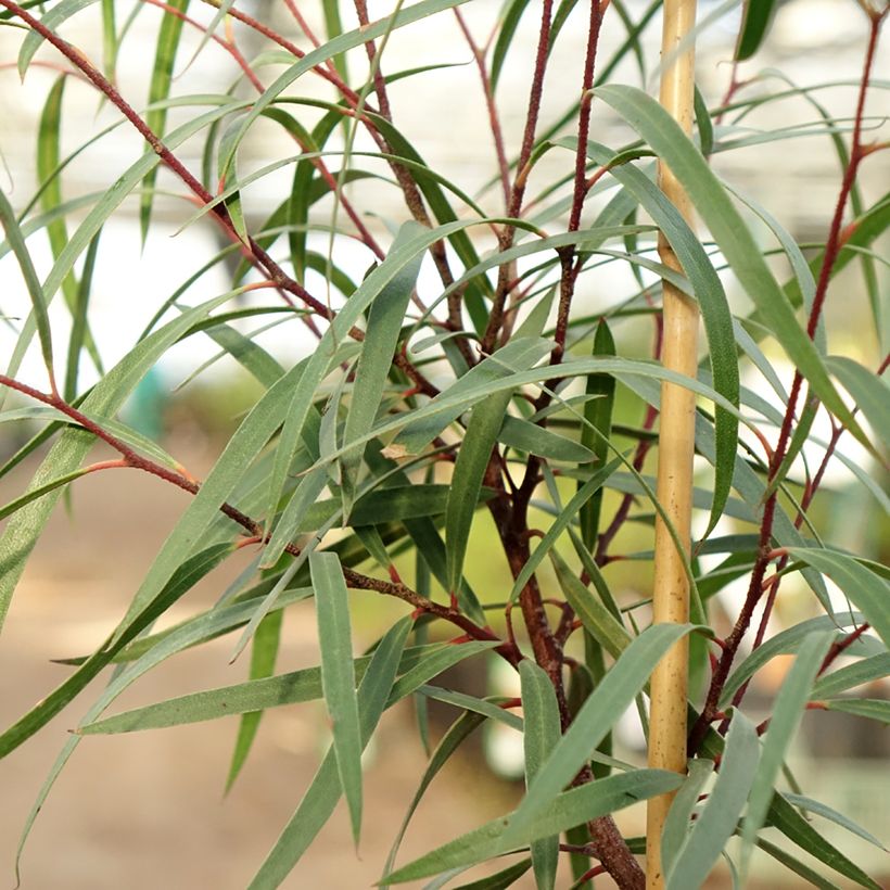 Eucalyptus approximans (Follaje)