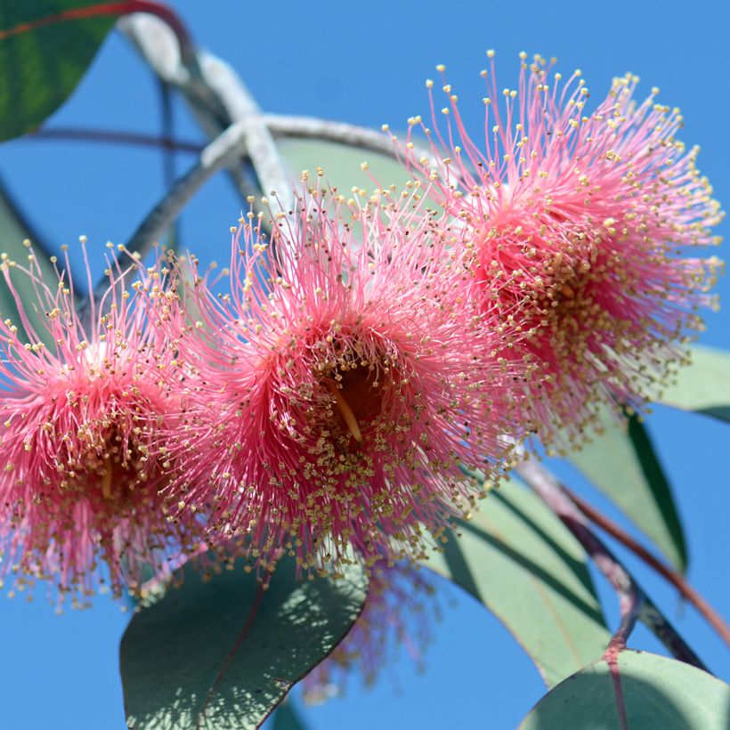 Eucalyptus caesia subsp magna (Floración)