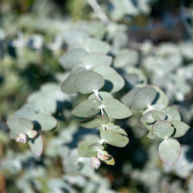 Eucalyptus cinerea Silver Dollar (Follaje)