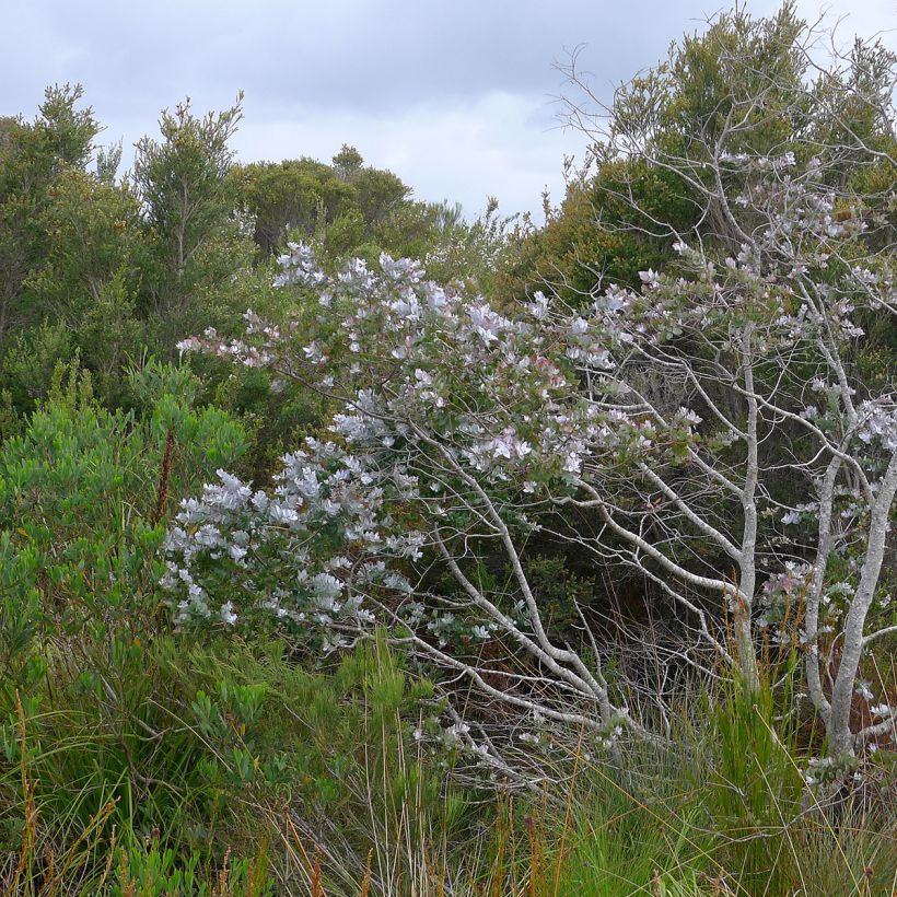 Eucalyptus crenulata - Eucalipto rosado (Porte)