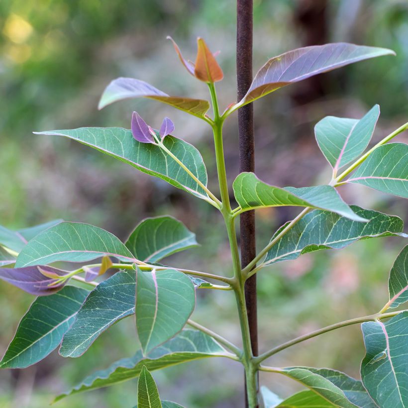 Eucalyptus deglupta - Eucalipto arcoíris (Follaje)