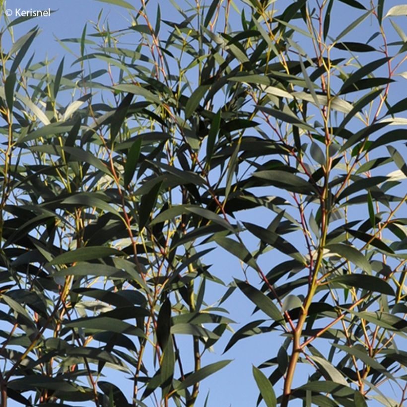 Eucalyptus gregsoniana - Eucalipto de Gregson (Follaje)