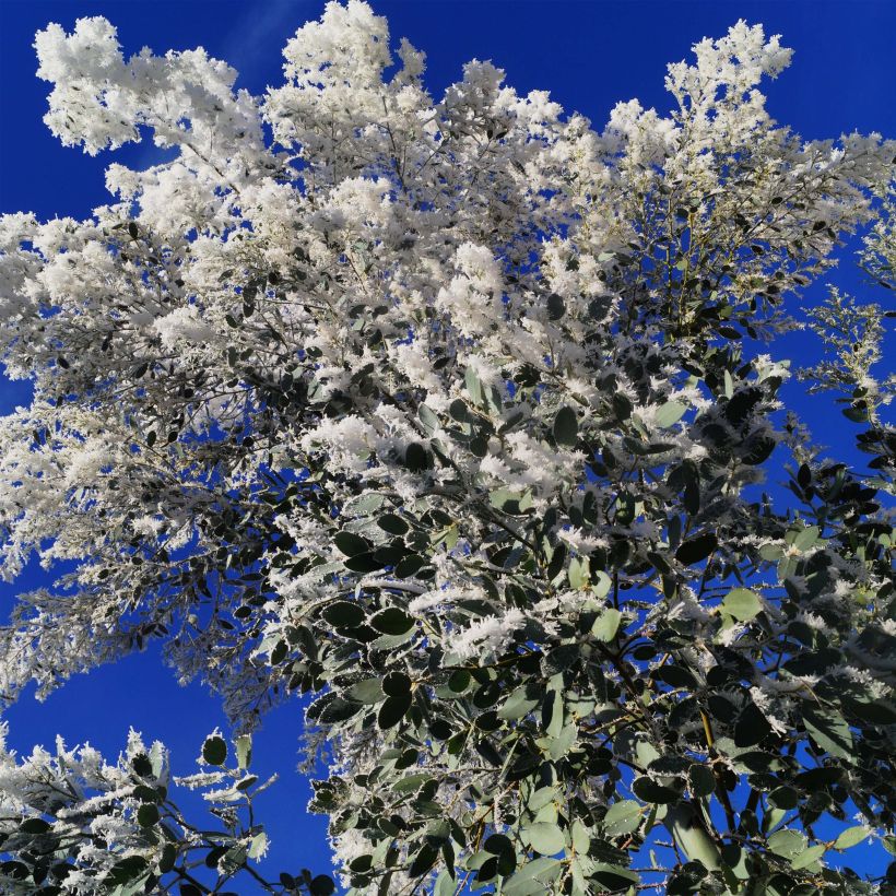 Eucalyptus gunnii Azura Cagire (Floración)