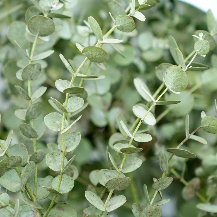 Eucalyptus gunnii Azura Cagire (Follaje)