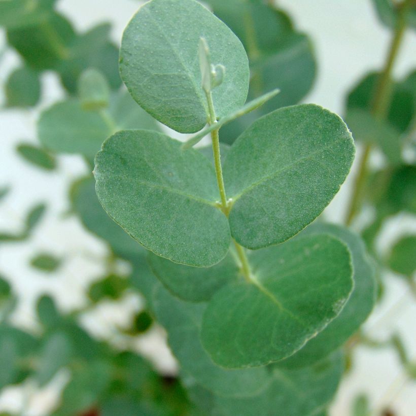 Eucalyptus gunnii - Eucalipto de Gunn (Follaje)