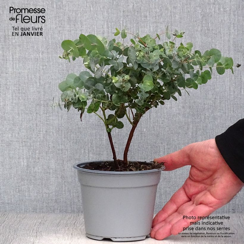 Eucalyptus gunnii en pot de 1L/1,5L - Gommier cidre Ejemplar entregado en invierno