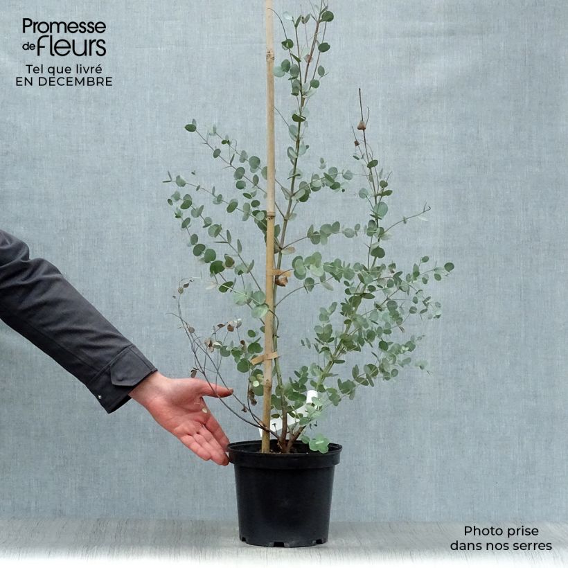 Eucalyptus gunnii en pot de 5L 60/80cm Ejemplar entregado en invierno