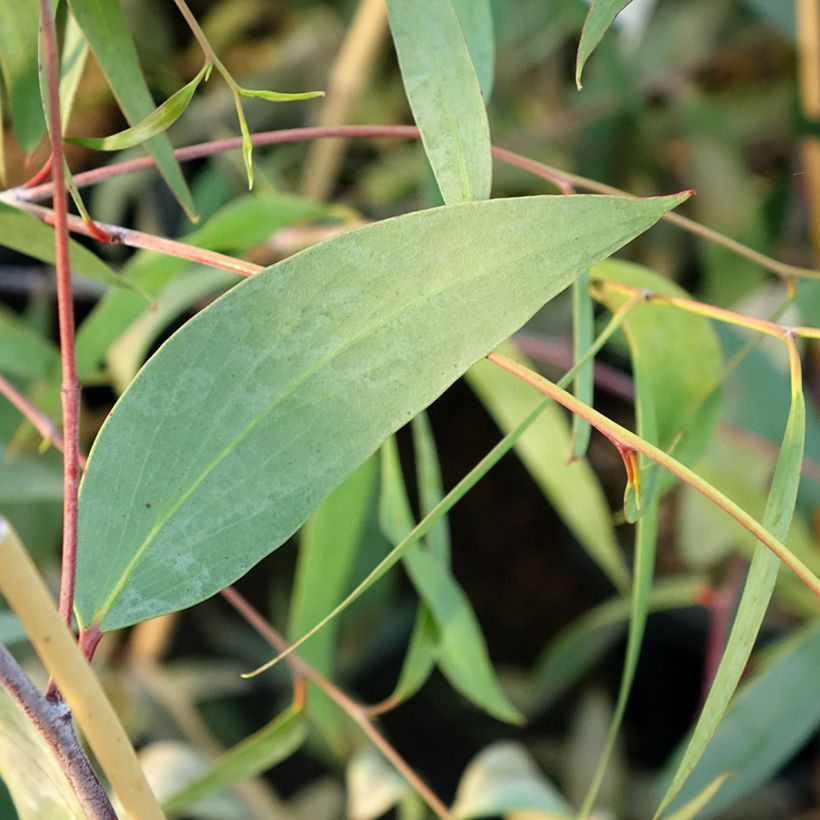 Eucalyptus lacrimans - Eucalipto llorón (Follaje)