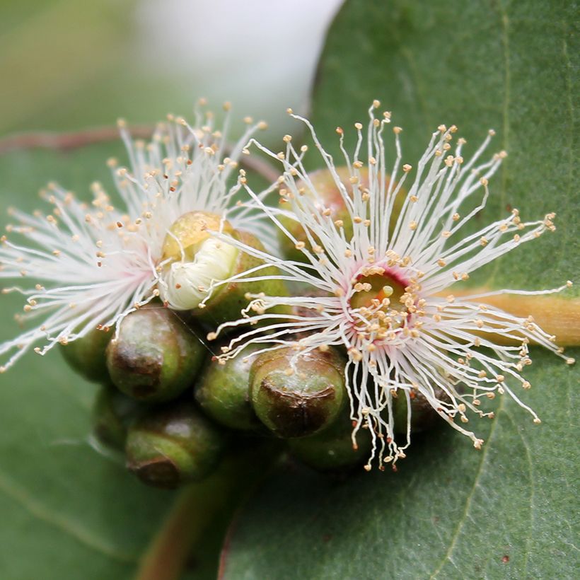 Eucalyptus neglecta - Eucalipto descuidado (Floración)