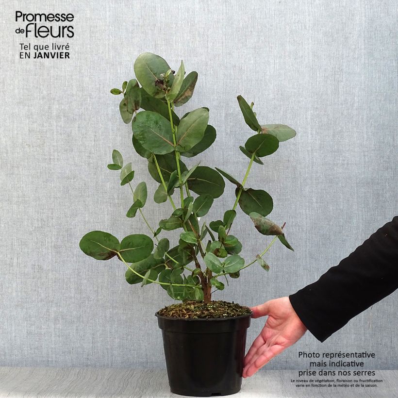 Eucalyptus neglecta - Gommier d’Omeo Pot de 4L/5L Ejemplar entregado en invierno