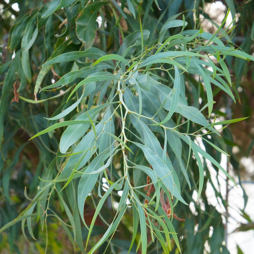 Eucalyptus nicholii (Follaje)