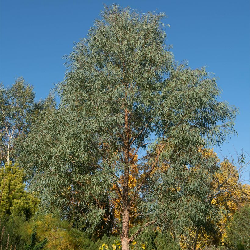 Eucalyptus nicholii (Porte)