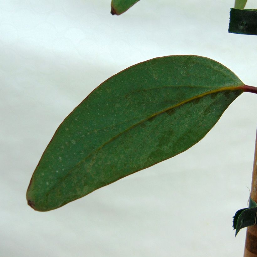 Eucalyptus pauciflora subsp. niphophila - Eucalipto de las nieves (Follaje)