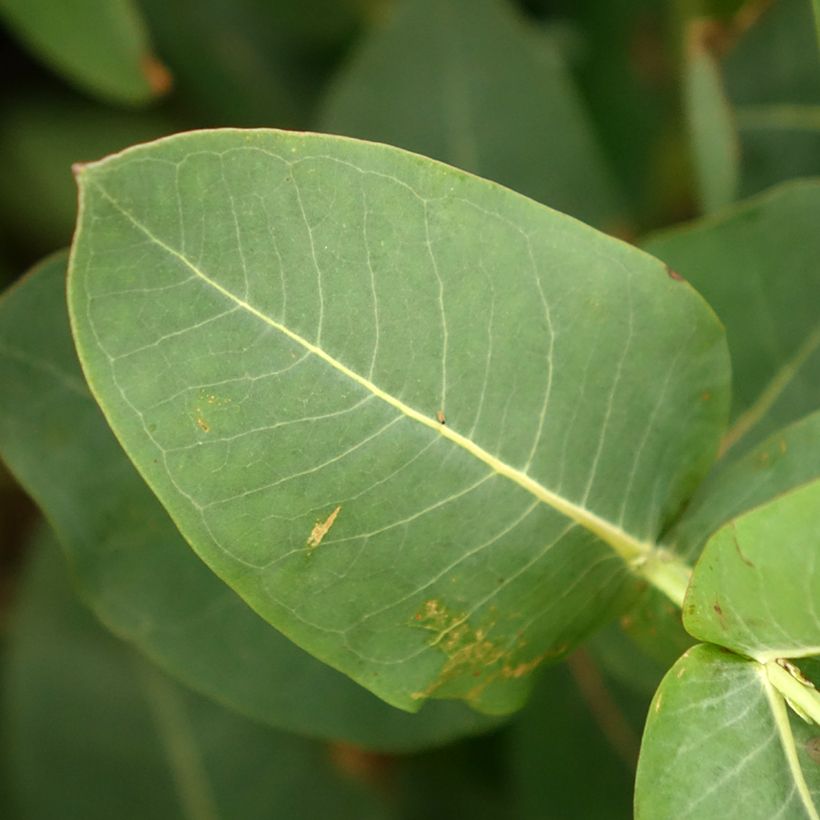 Eucalyptus nitens (Follaje)