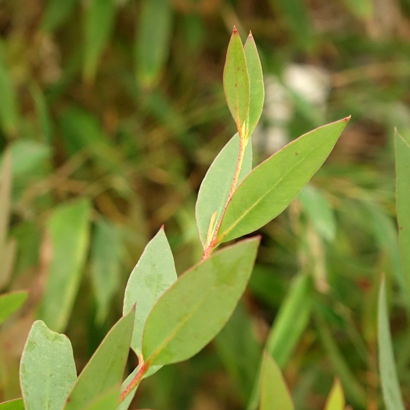 Eucalyptus nitida - Eucalipto pulido (Follaje)