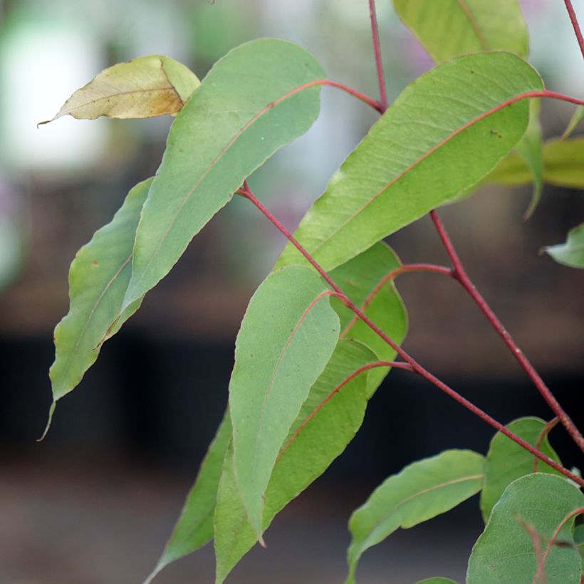 Eucalyptus obliqua (Follaje)