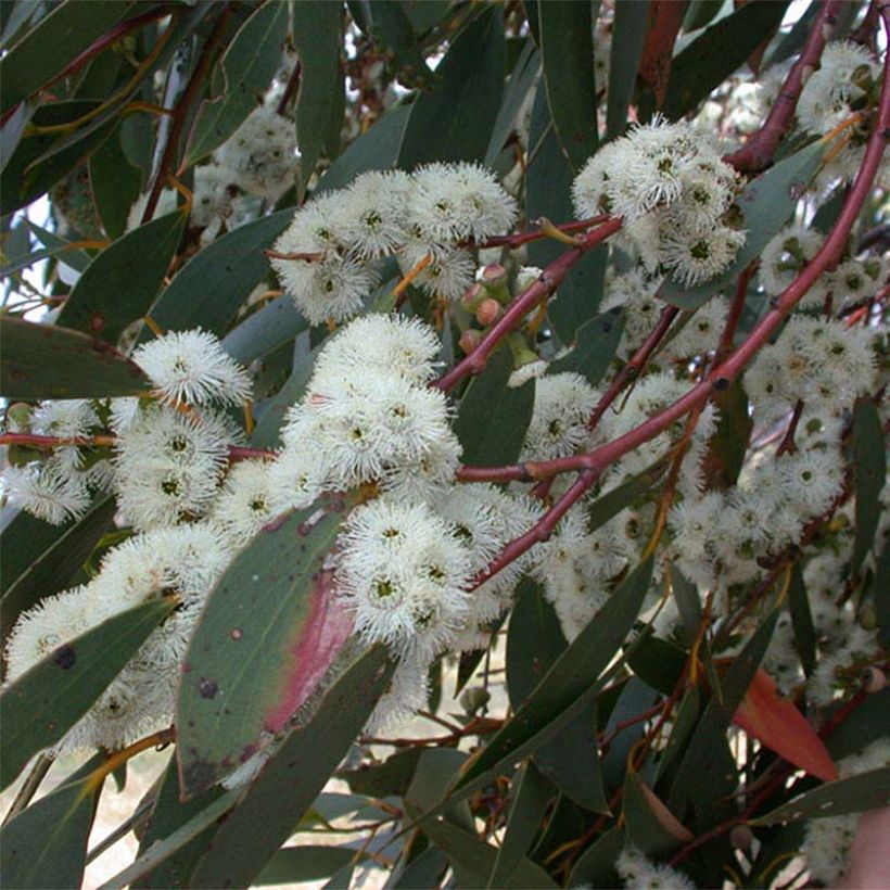 Eucalyptus parvula - Eucalipto enano (Floración)