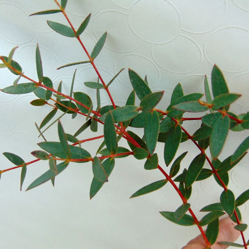 Eucalyptus parvula - Eucalipto enano (Follaje)