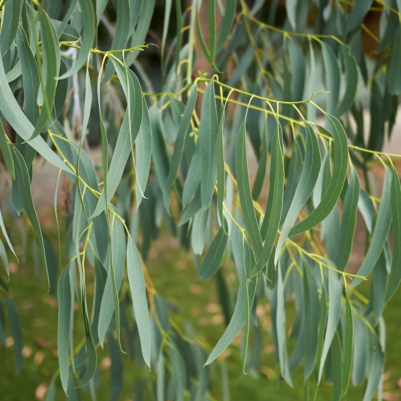 Eucalyptus perriniana (Follaje)