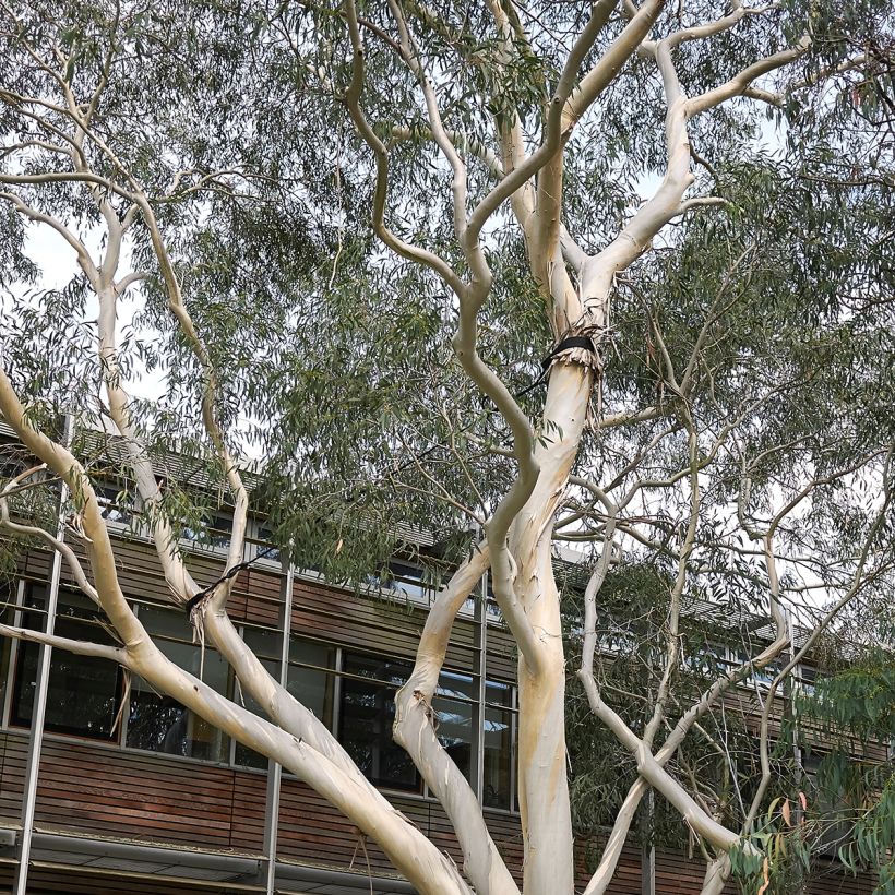 Eucalyptus perriniana (Porte)