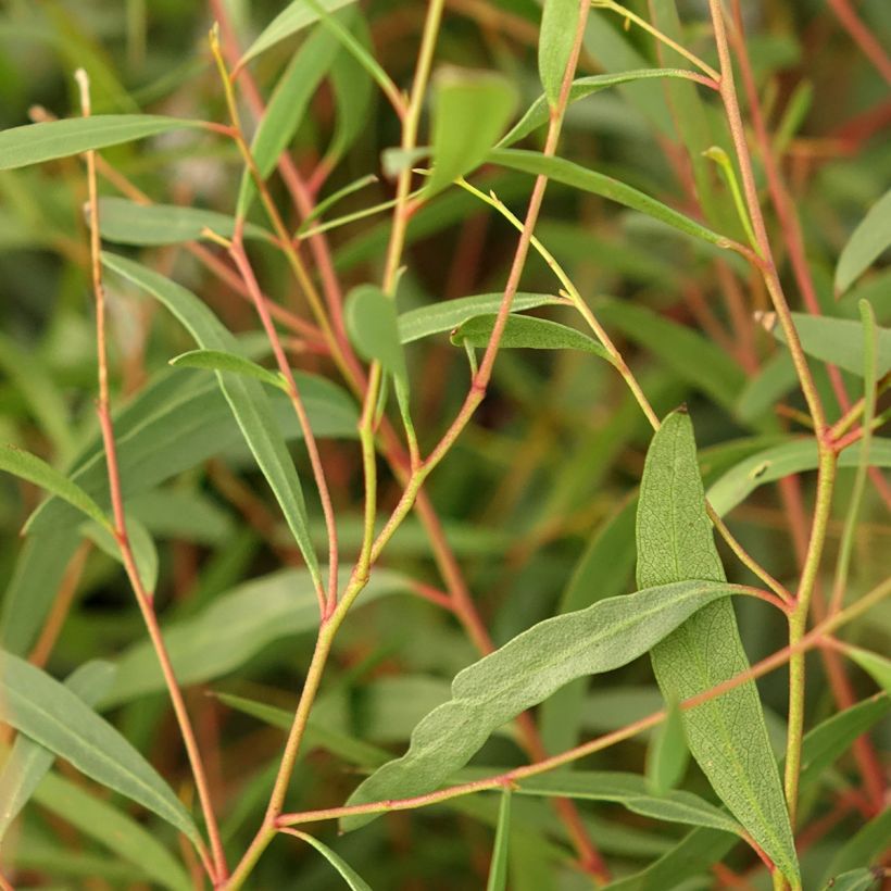 Eucalyptus rodwayi (Follaje)