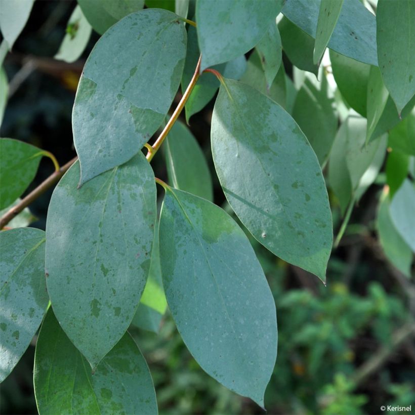 Eucalyptus stellulata (Follaje)