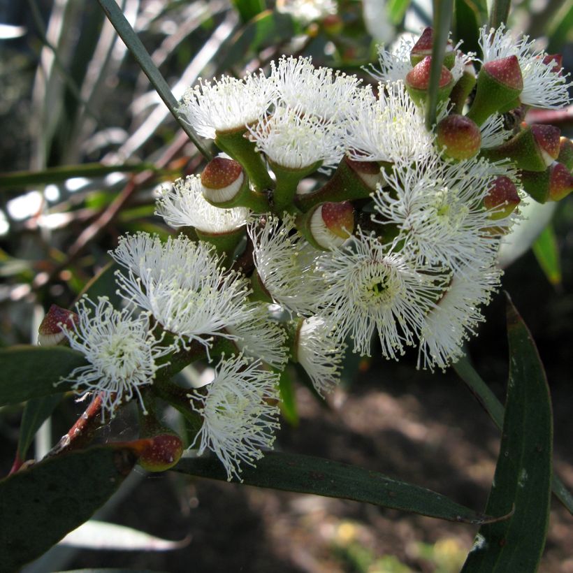 Eucalyptus gregsoniana - Eucalipto de Gregson (Floración)