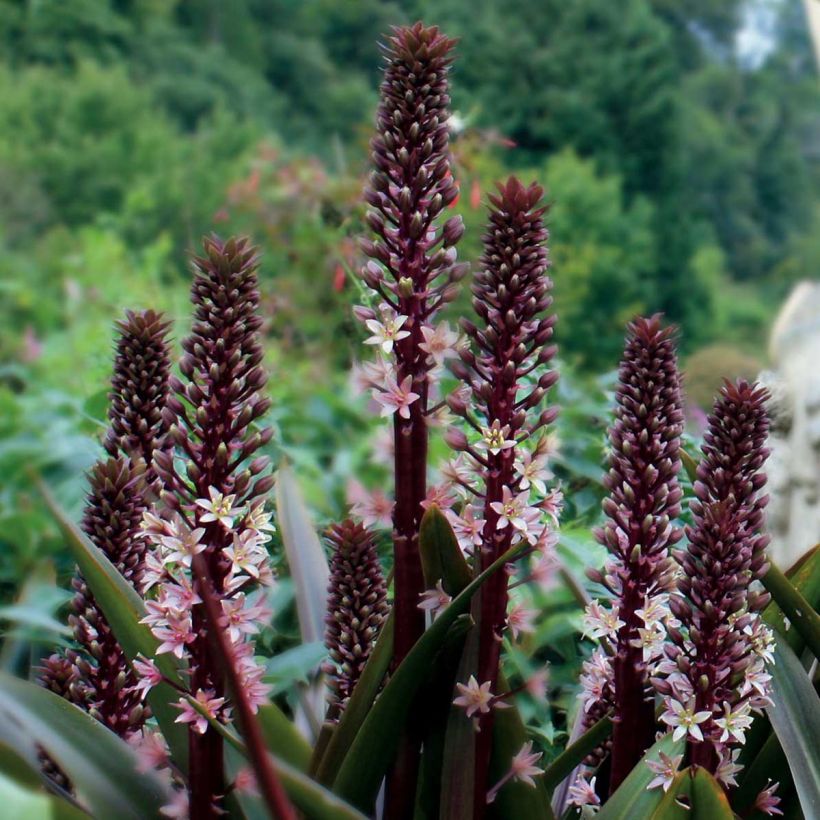 Eucomis comosa Sparkling Rosy - Flor de la piña (Porte)