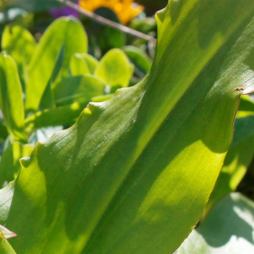 Eucomis autumnalis - Pinocho de otoño (Follaje)