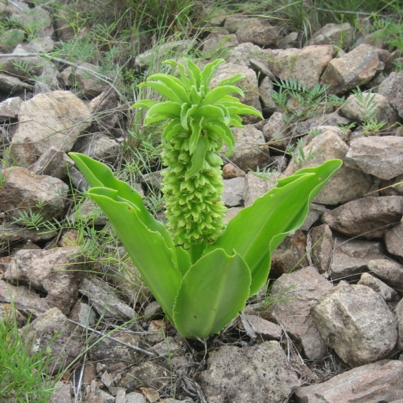 Eucomis autumnalis - Pinocho de otoño (Porte)