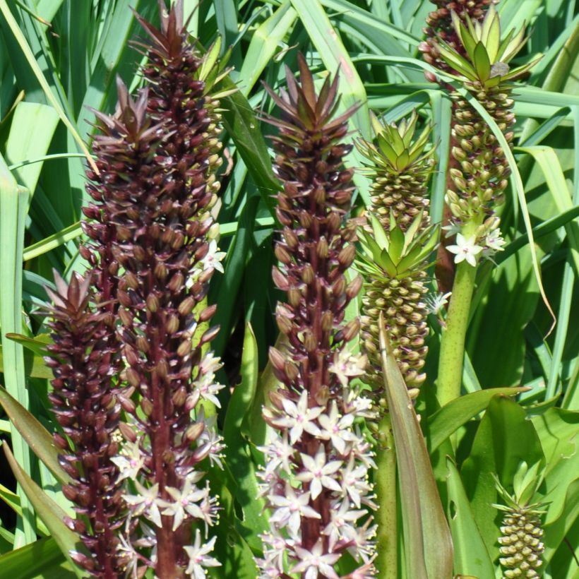 Eucomis comosa Sparkling Burgundy - Flor de la piña (Porte)