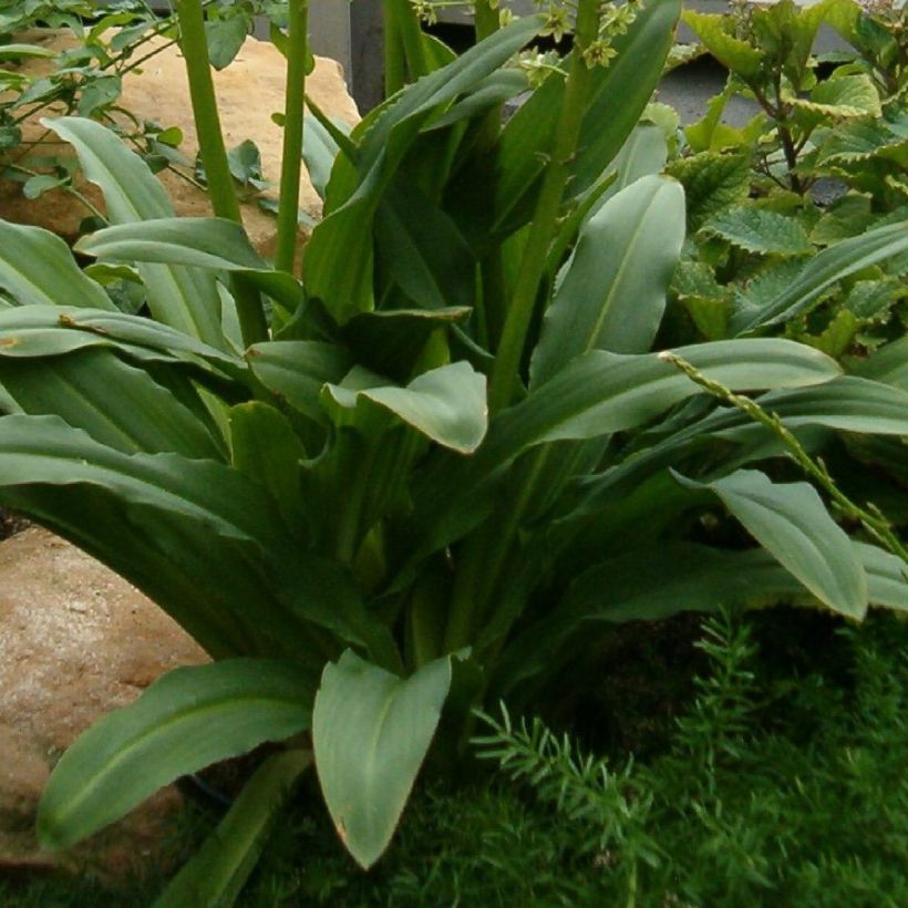 Eucomis pallidiflora subsp. pole-evansii - Flor de la piña (Follaje)