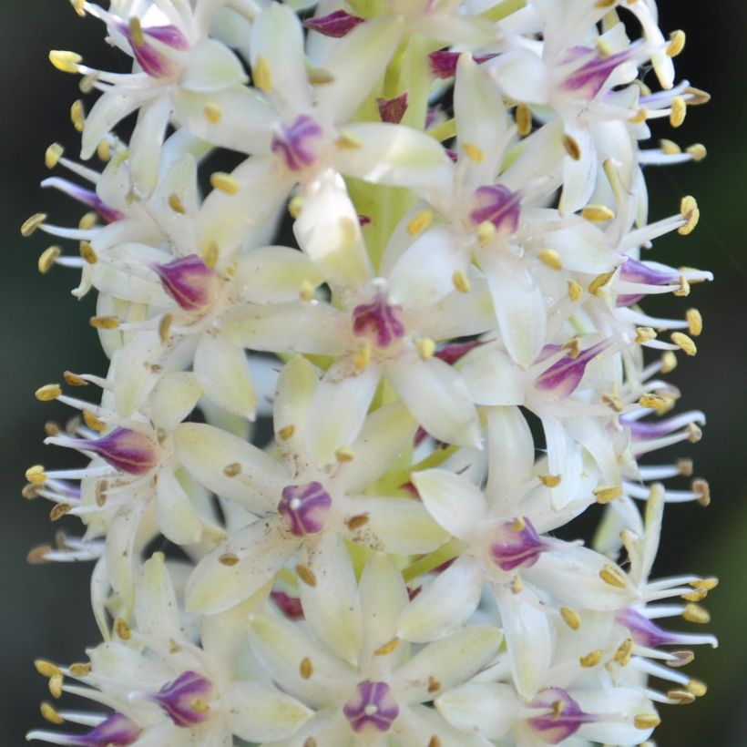 Eucomis pallidiflora subsp. pole-evansii - Flor de la piña (Floración)