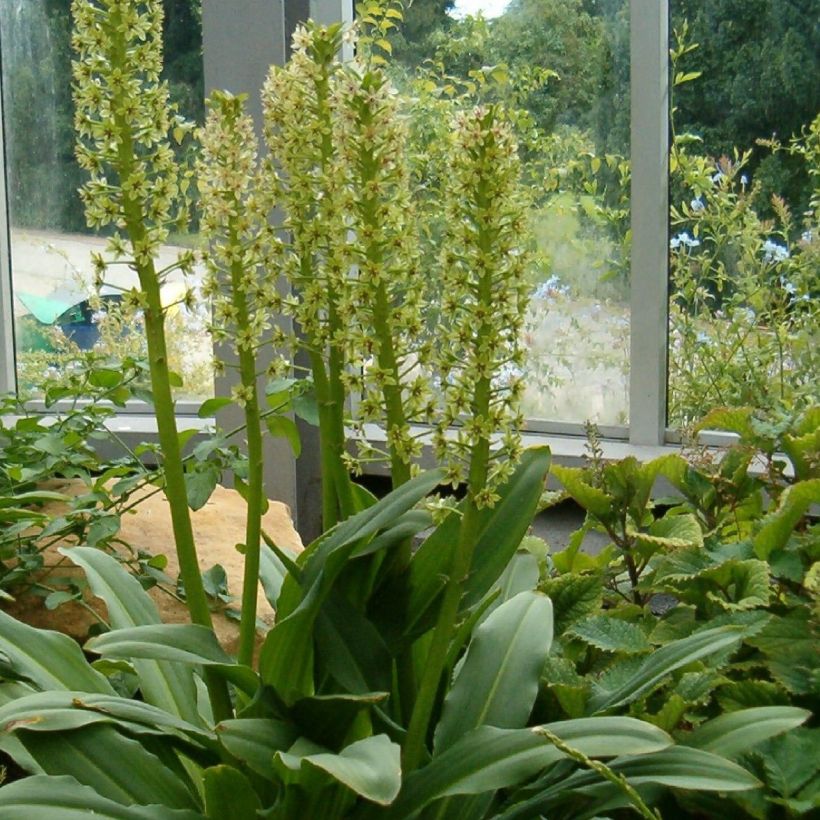 Eucomis pallidiflora subsp. pole-evansii - Flor de la piña (Porte)