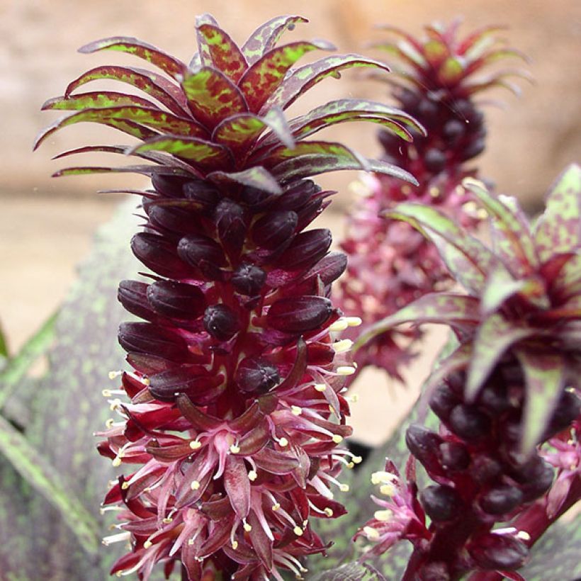 Eucomis vandermerwei - Lirio de piña (Floración)