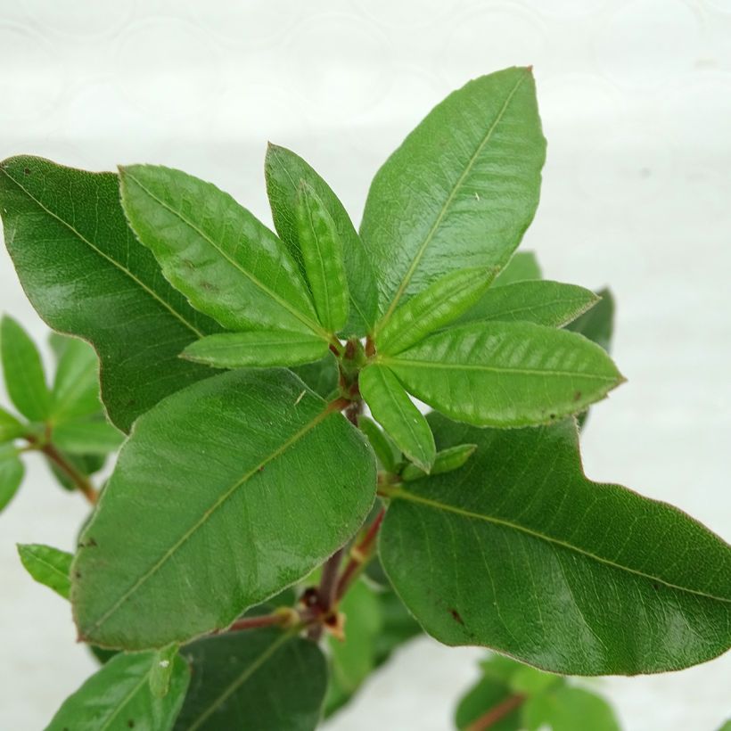 Eucryphia intermedia Rostrevor (Follaje)